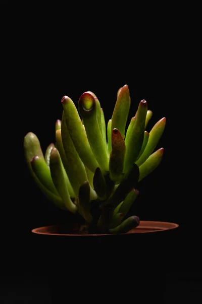 Makró Közeli Portré Egy Crassula Ovata Succulent Növényről — Stock Fotó