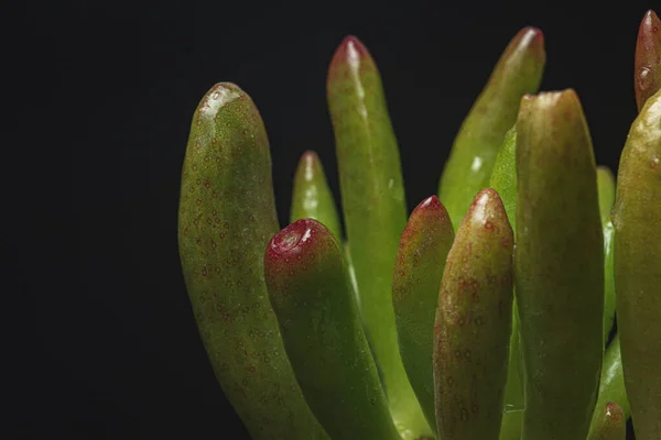 Makro Zbliżenie Portret Rośliny Krassula Ovata Succulent — Zdjęcie stockowe