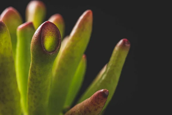 Makro Zbliżenie Portret Rośliny Krassula Ovata Succulent — Zdjęcie stockowe