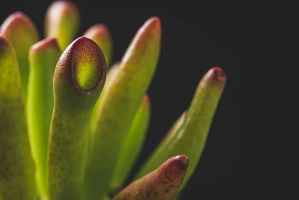 Μακρό Κοντινό Πορτρέτο Του Φυτού Crassula Ovata Succulent — Φωτογραφία Αρχείου