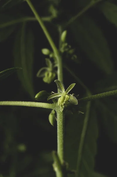 Macro Close Retrato Masculino Maconha Cannabis Plantas Flores — Fotografia de Stock