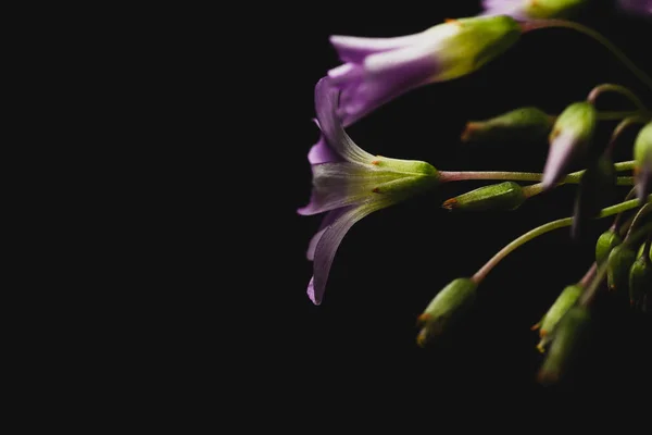 Fioletowy Kwiat Makro Zbliżenie Czarnym Tle — Zdjęcie stockowe