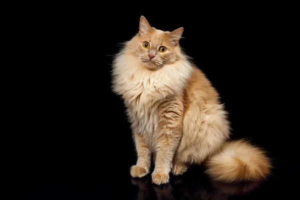 Große flauschige Katze lizenzfreie Stockbilder