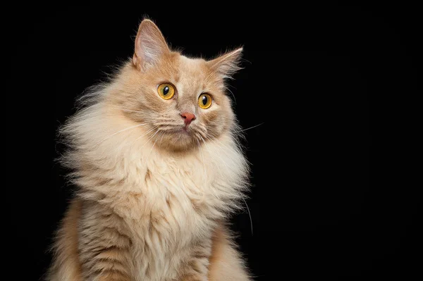 Große flauschige Katze Stockfoto