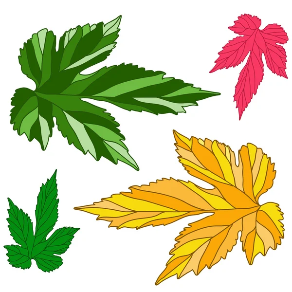 Traubenblätter. dekorative Herbstblätter in verschiedenen Farben bemalt — Stockfoto