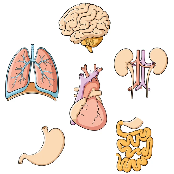 Pulmones cerebrales Corazón Riñón Estómago e intestinos — Vector de stock