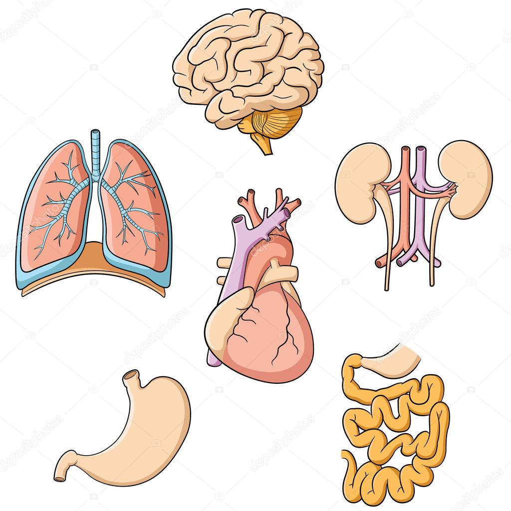 Brain Lungs Heart Kidney Stomach & Intestines