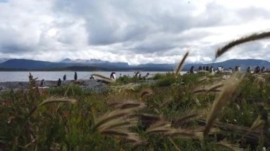 Beagle Kanalı kıyısındaki Penguen kolonisi