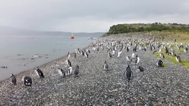 Pingüinos Gentoo en el canal Beagle — Vídeos de Stock