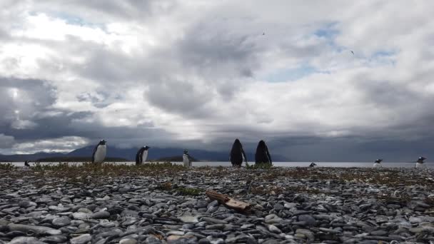 Magellanska pingviner vid Beagles kanalkust — Stockvideo