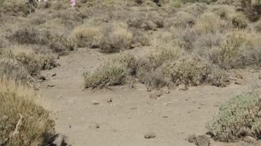 Ulusal parktaki Teide volkanı manzarası