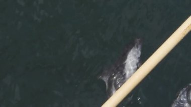 Atlantik okyanusunda oynayan beyaz yüzlü yunuslar