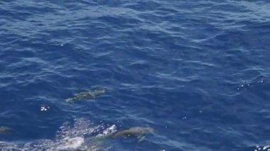 Atlantik Okyanusu 'ndaki büyük bir yunus grubu.