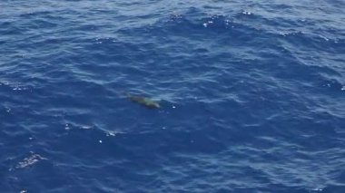 Atlantik Okyanusunda şişe burunlu yunus