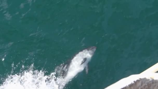 Golfinhos de lado branco brincando no oceano Atlântico — Vídeo de Stock