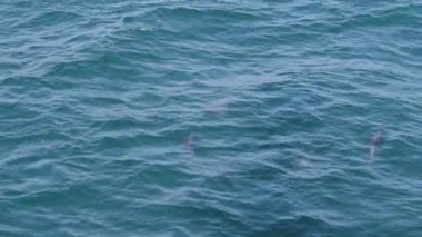 Yunuslar sudan çıkar.