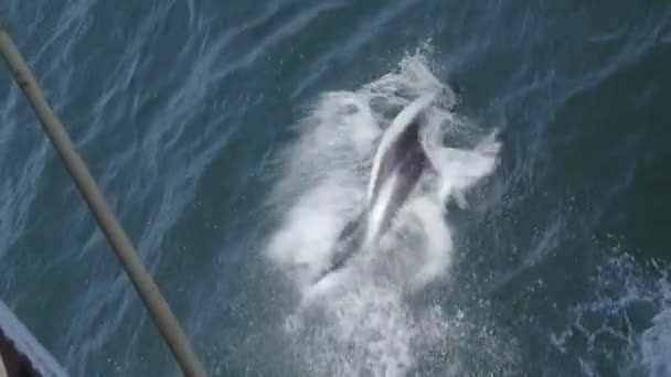 Gyönyörű delfinek ugranak ki a vízből. — Stock videók