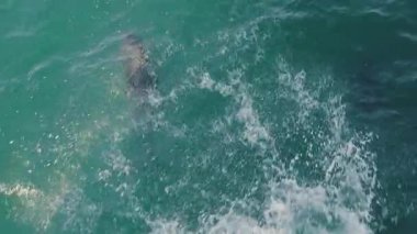 Güzel yunuslar sudan atlıyor.