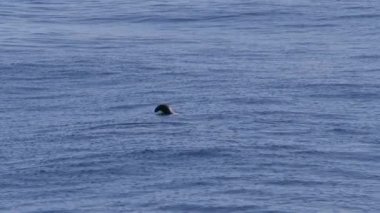 Muhteşem foklar sudan fırlar.