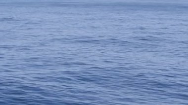 Muhteşem foklar sudan fırlar.