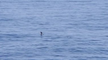 Muhteşem foklar sudan fırlar.