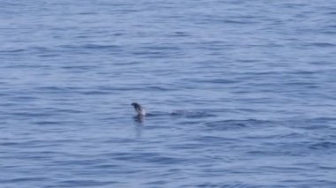 Muhteşem foklar sudan fırlar.