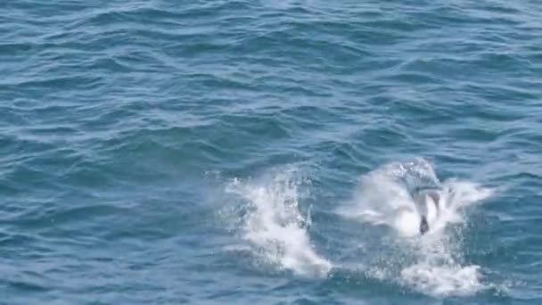 Дельфины прыгают высоко из воды — стоковое видео