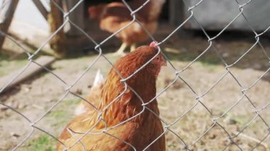 Chicken on the farm behind a fence turns his head