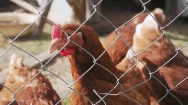 Chicken on the farm behind a fence turns his head