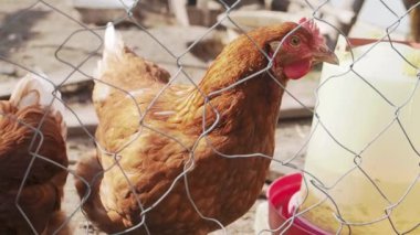Chicken on the farm behind a fence eating grass and grains