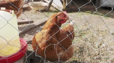 Chicken on the farm behind a fence looking for grass and grains