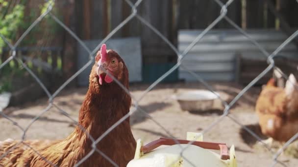 Chicken on the farm behind a fence turns his head — Vídeo de stock