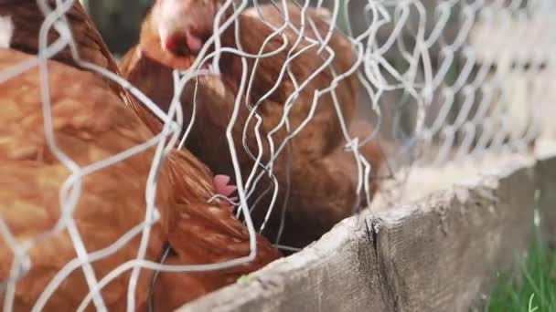Chicken on the farm behind a fence eating grass and grains — Video