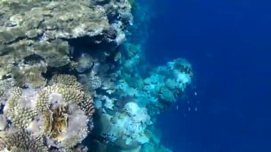 Mısır 'da Kızıl Deniz' in tropik balıkları