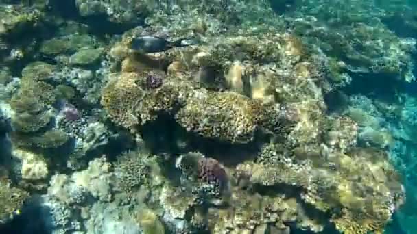 Poissons Tropicaux Mer Rouge Egypte — Video