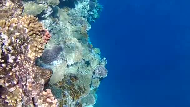 エジプトの紅海の熱帯魚 — ストック動画
