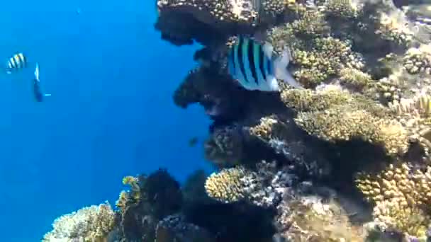 Tropické Ryby Rudého Moře Egyptě — Stock video