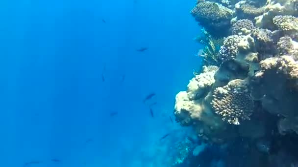 Tropiska Fiskar Röda Havet Egypten — Stockvideo
