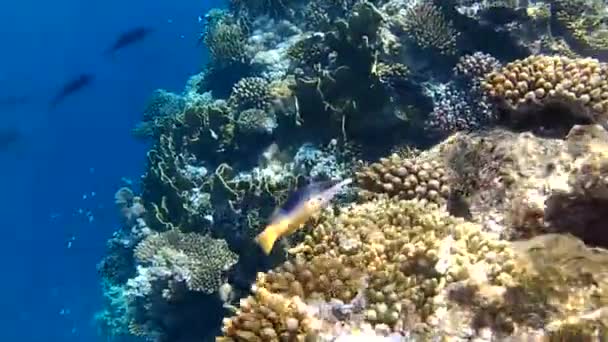 Poissons Tropicaux Mer Rouge Egypte — Video
