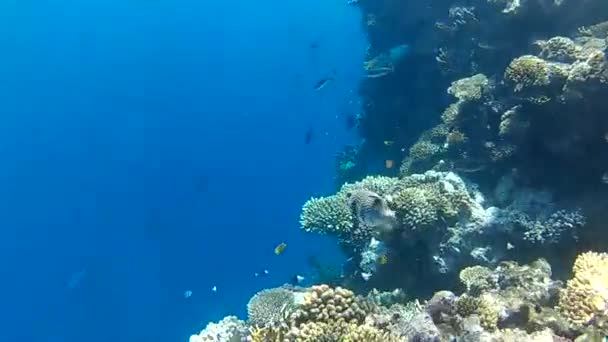Tropické Ryby Rudého Moře Egyptě — Stock video