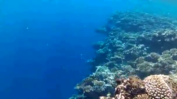 Tropische Fische Aus Dem Roten Meer Ägypten — Stockvideo