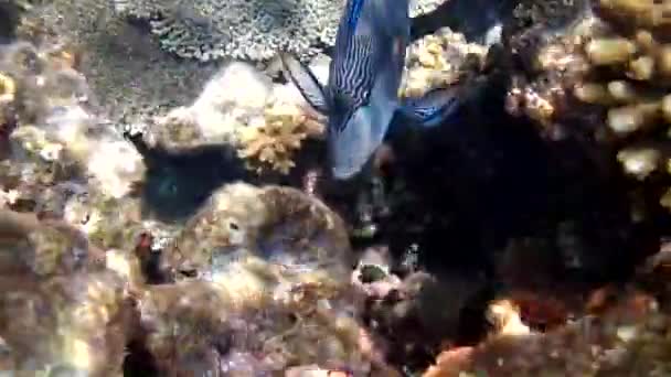 Poissons Tropicaux Mer Rouge Egypte — Video