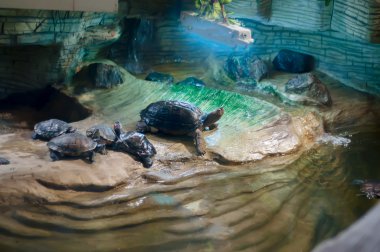 küçük kaplumbağa sahip sunbathes