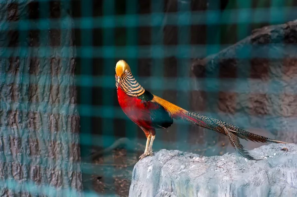 Beautiful colored pheasant — Stock Photo, Image