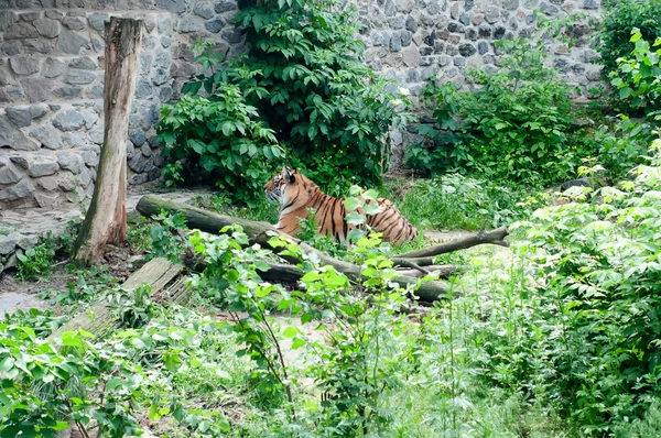 Sibirya kaplanı, Panthera tigris altaica