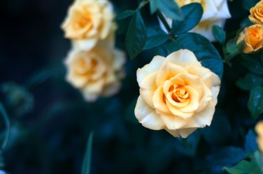 Sarı çiçekler ve bud ile gül çalılar