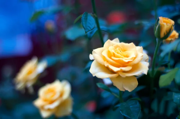 Arbustos de rosa com flores amarelas e broto — Fotografia de Stock