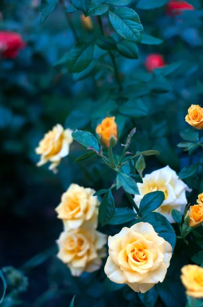 Rosales con flores y brotes amarillos — Foto de Stock