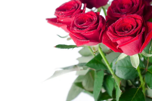 Buquê de rosas sobre um fundo branco — Fotografia de Stock