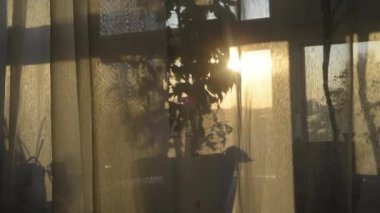 Altın Gün Doğumu Palma 'nın Vazosunda. Işık, güneşli bir pencereden perdenin altında dans eder..